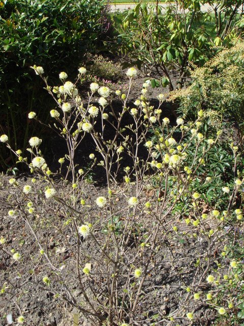 Fothergilla gardenii P28
